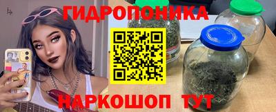 стафф Кингисепп